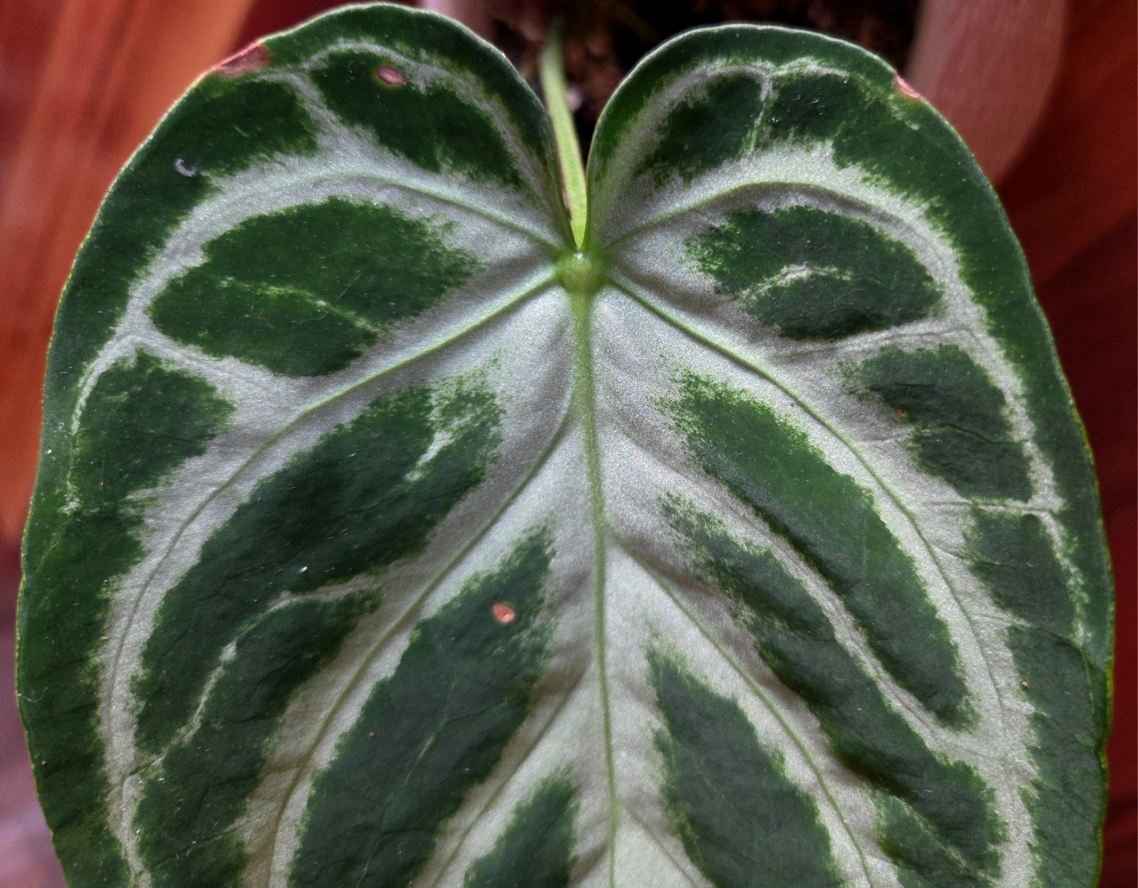 Rare XL Anthurium Dorayaki X Silver Blush 21″ Tall Not Philodendron Monstera