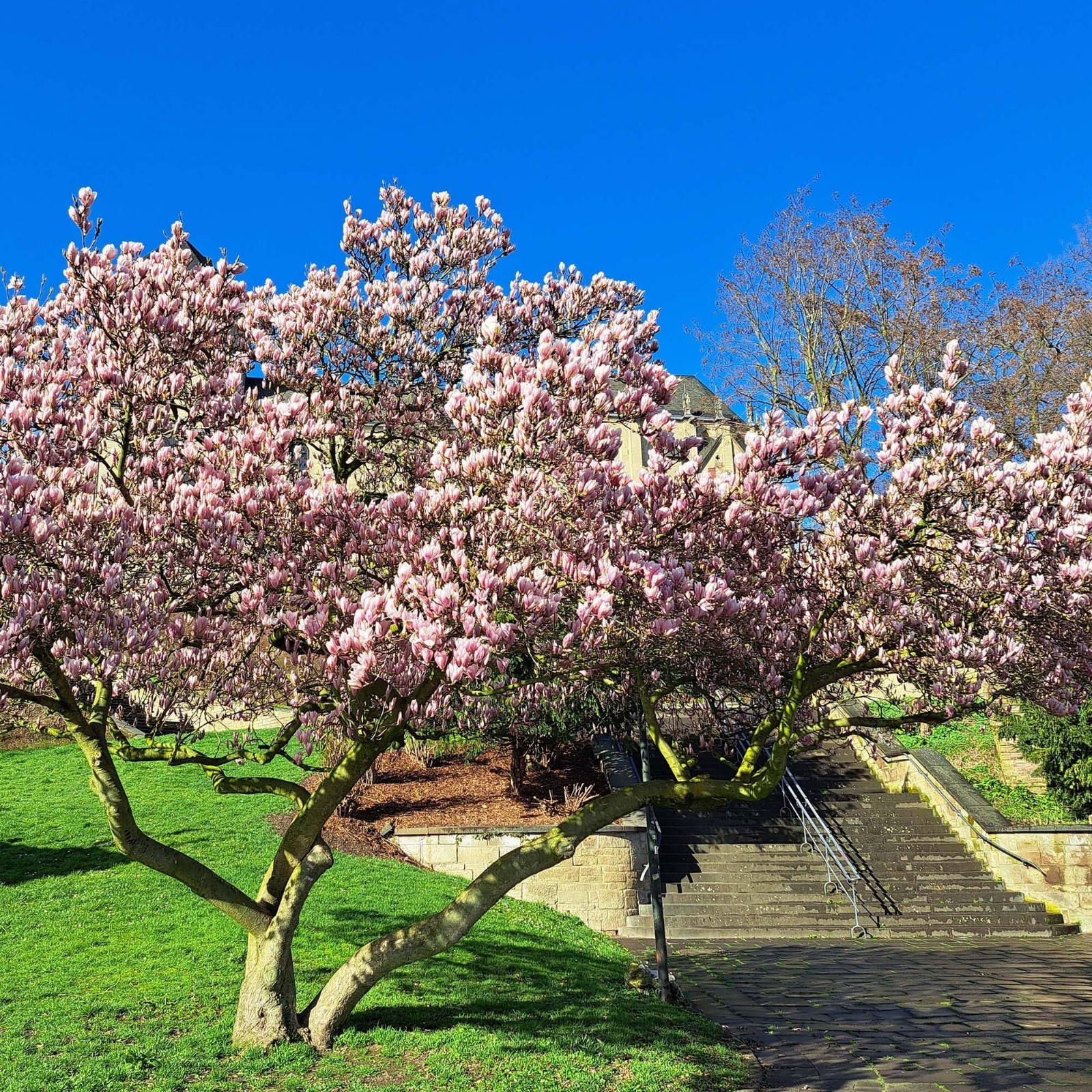 Live Jane Magnolia Plant – 1 Gallon, Easy Care Guide, Beautiful Flowering Tree