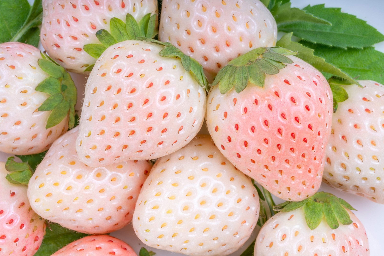 100 WHITE SOUL STRAWBERRY Fragaria Vesca Fruit Flower Berry Seeds *Comb S/H
