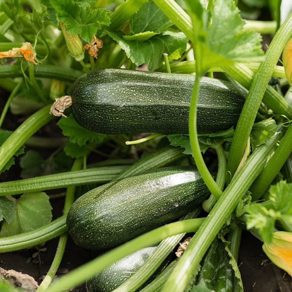 Dark Green Zucchini Squash Seeds, Untreated. FREE SHIPPING