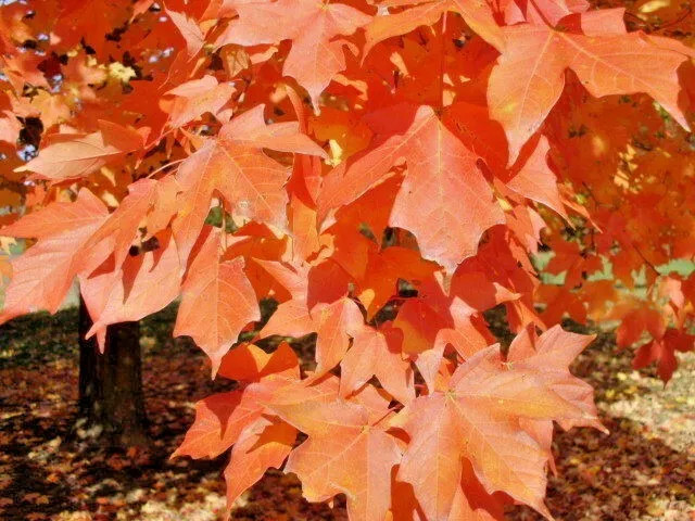 20 LEGACY SUGAR MAPLE SEEDS – Acer saccharum “