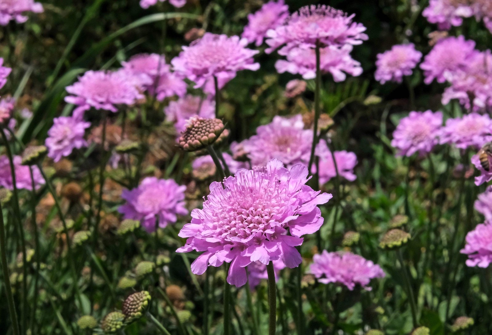 50 FINEST MIXED Colors SCABIOSA Atropurpurea Pin Cushion Flower Seeds