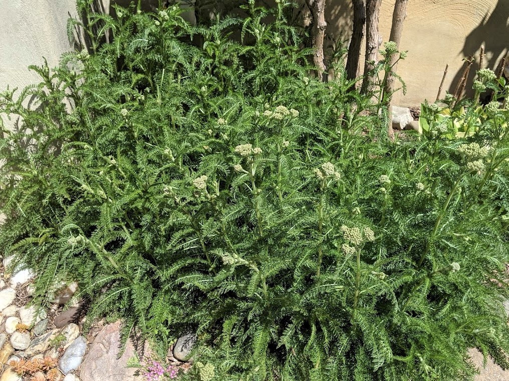 10 Young Plants YARROW Achillea Hybrid – Firefly Amethyst – Perennial