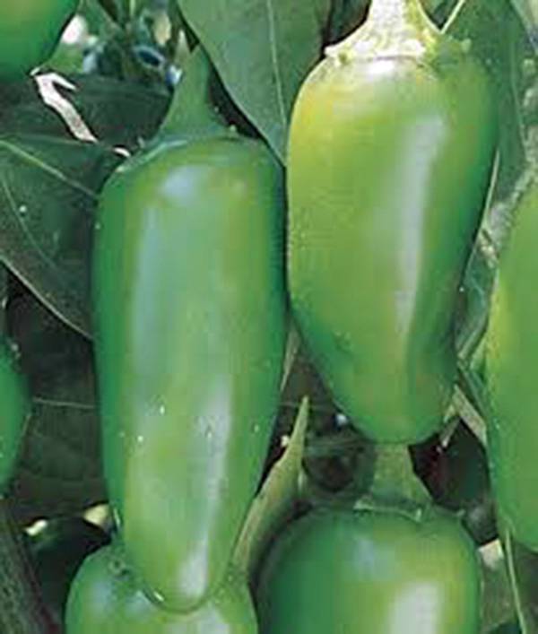 PEPPER SEED, EARLY JALAPENO CHILLE, HEIRLOOM, NONGMO, 100 SEEDS, CHILLE