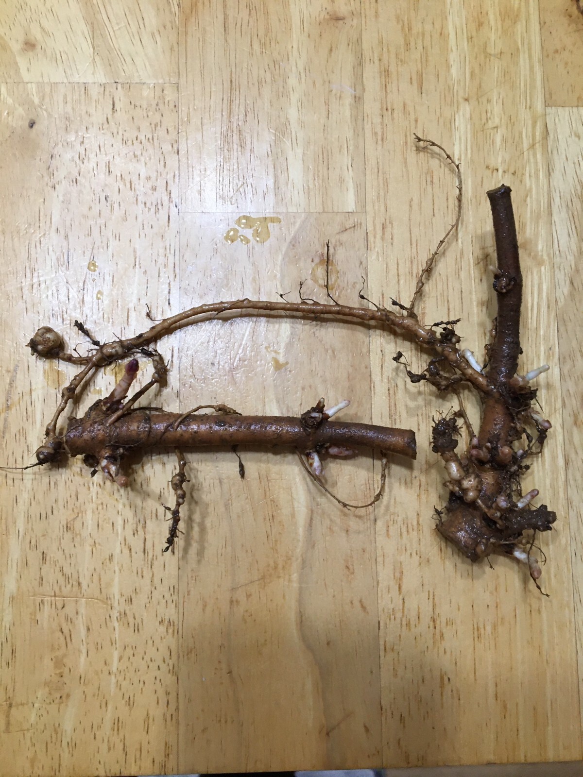 Start Next Year’s Crop Today. 3 Organic Cascade Hop Rhizomes, $22.00