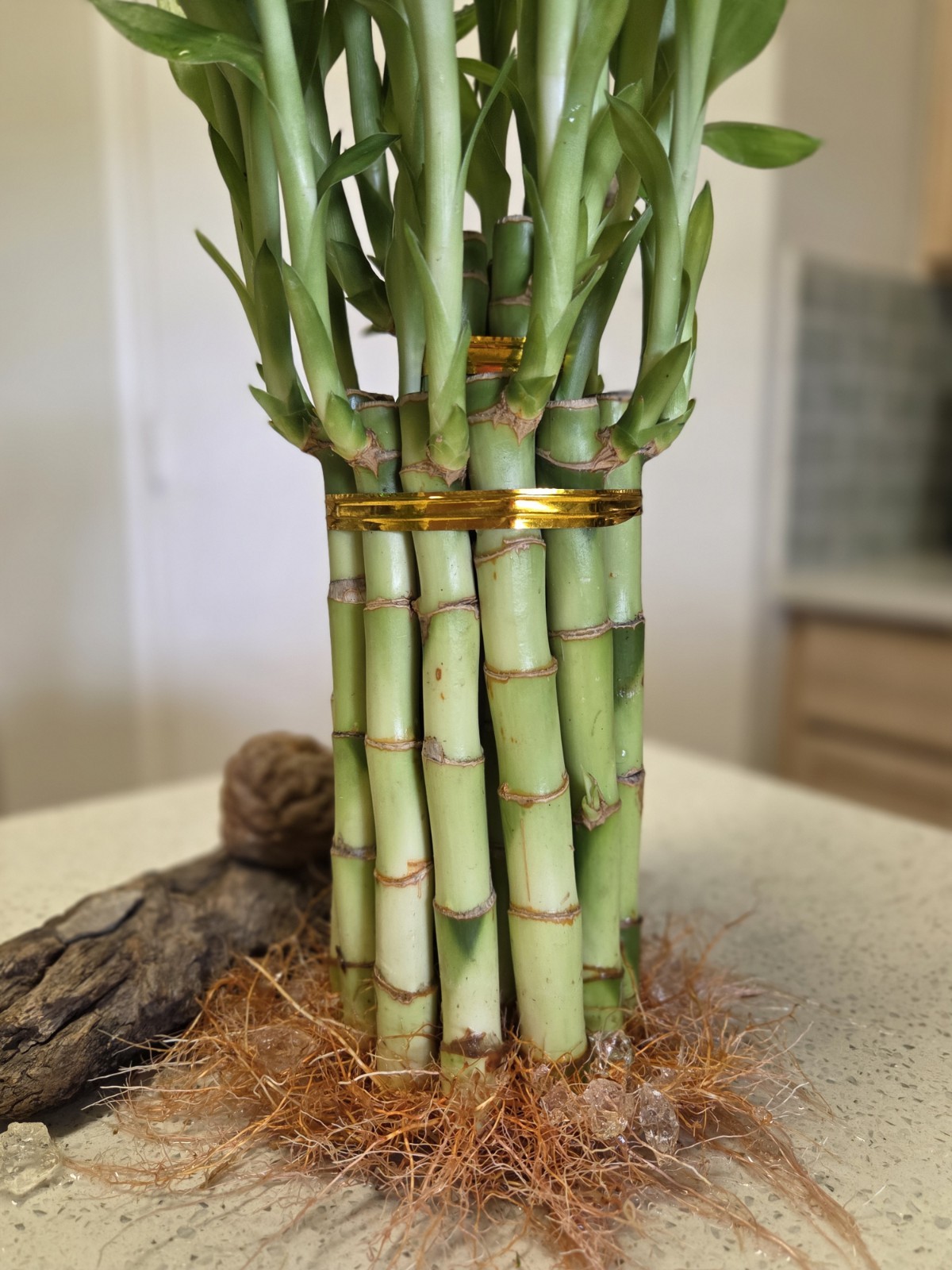 2 Tiered Lucky Bamboo Plants, Home Decor, Holiday Gift