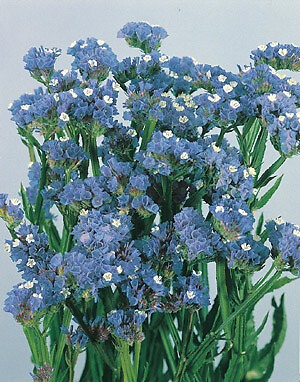Statice Fortress Heavenly Blue 500 seeds