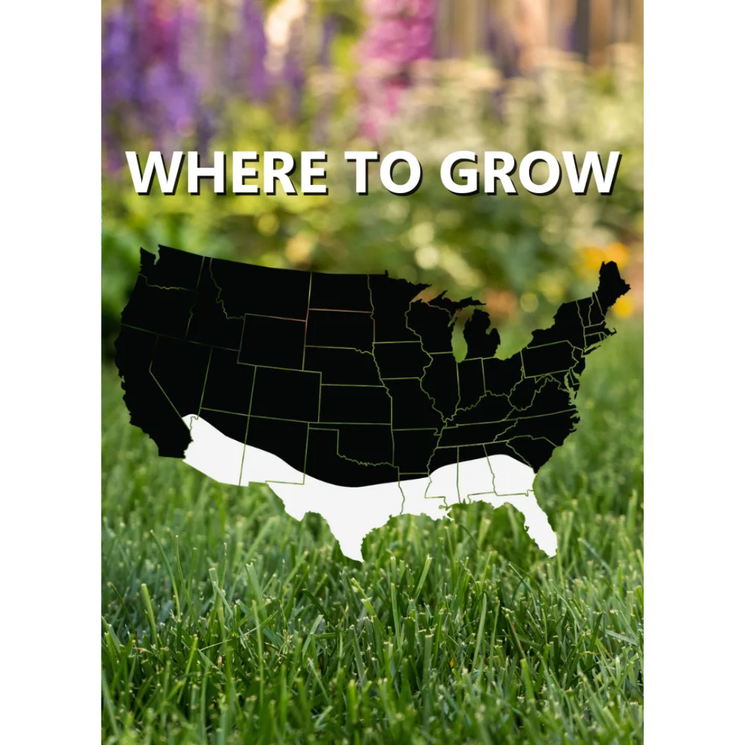 Jonathan Green Black Beauty Founders’ Reserve Tall Fescue Grass Seed, 3lbs