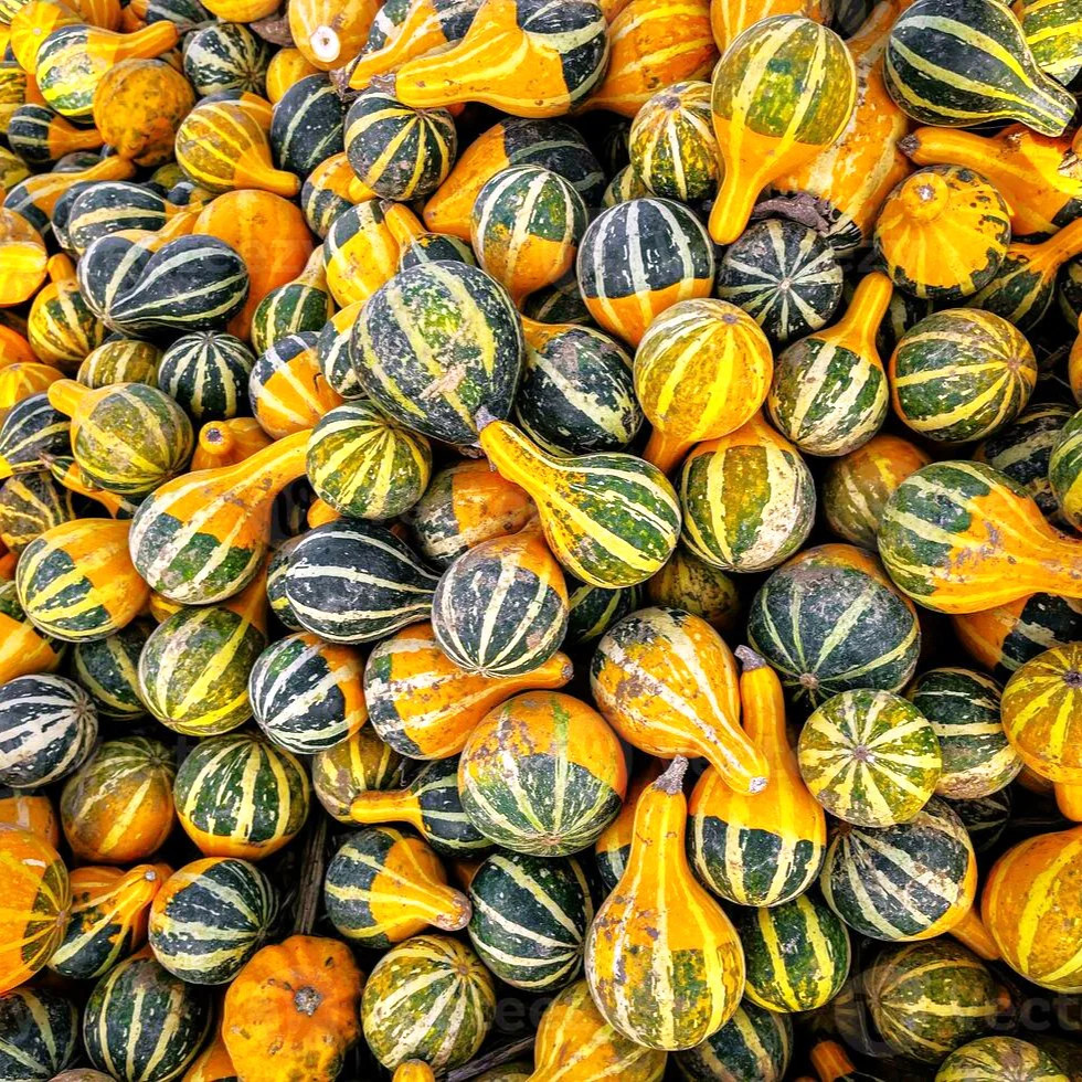 Bicolor Pear Ornamental Gourd Seeds – For 2025 Planting Yellow Green White
