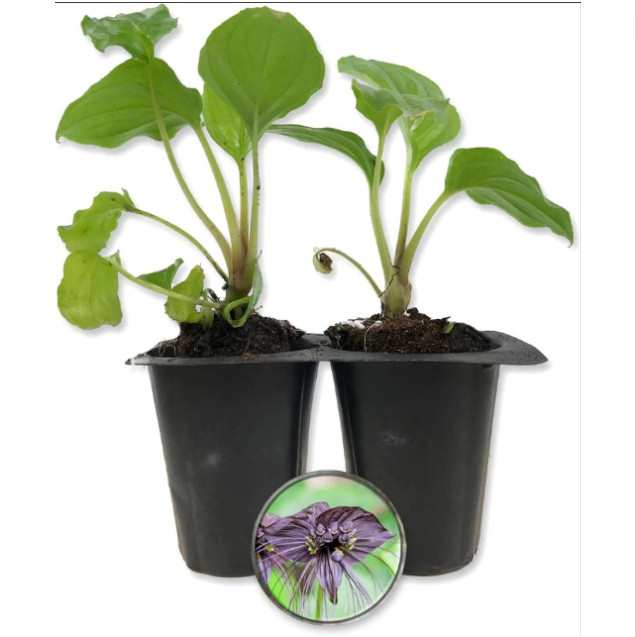 Set 2 Black Tacca Live Starter Plants, size 2″Pot, Black Bat Flower, Ship No Pot