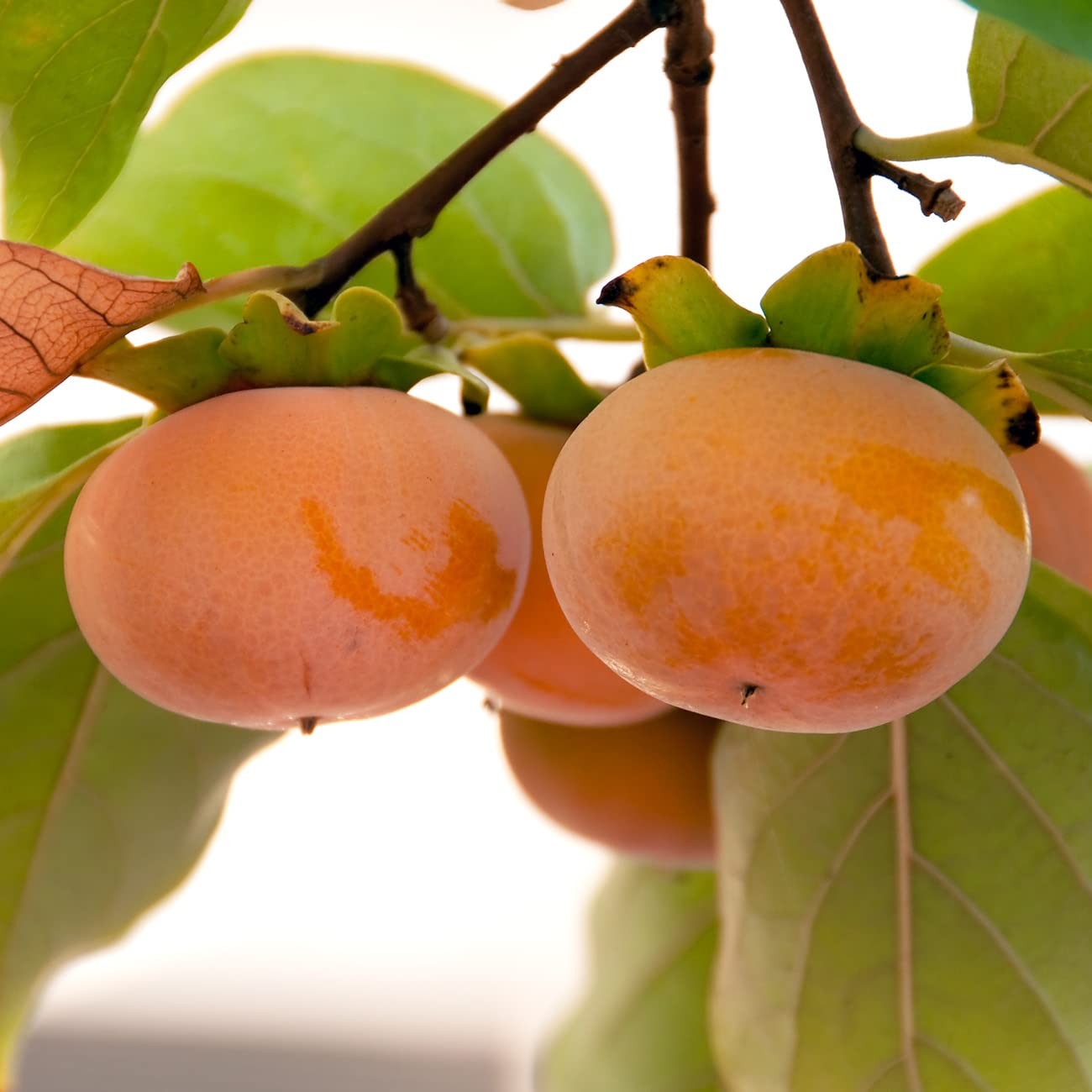 Perfect Plants Hana Fuyu Persimmon Tree 4-5 Feet Diospyros Kaki Live Fruit
