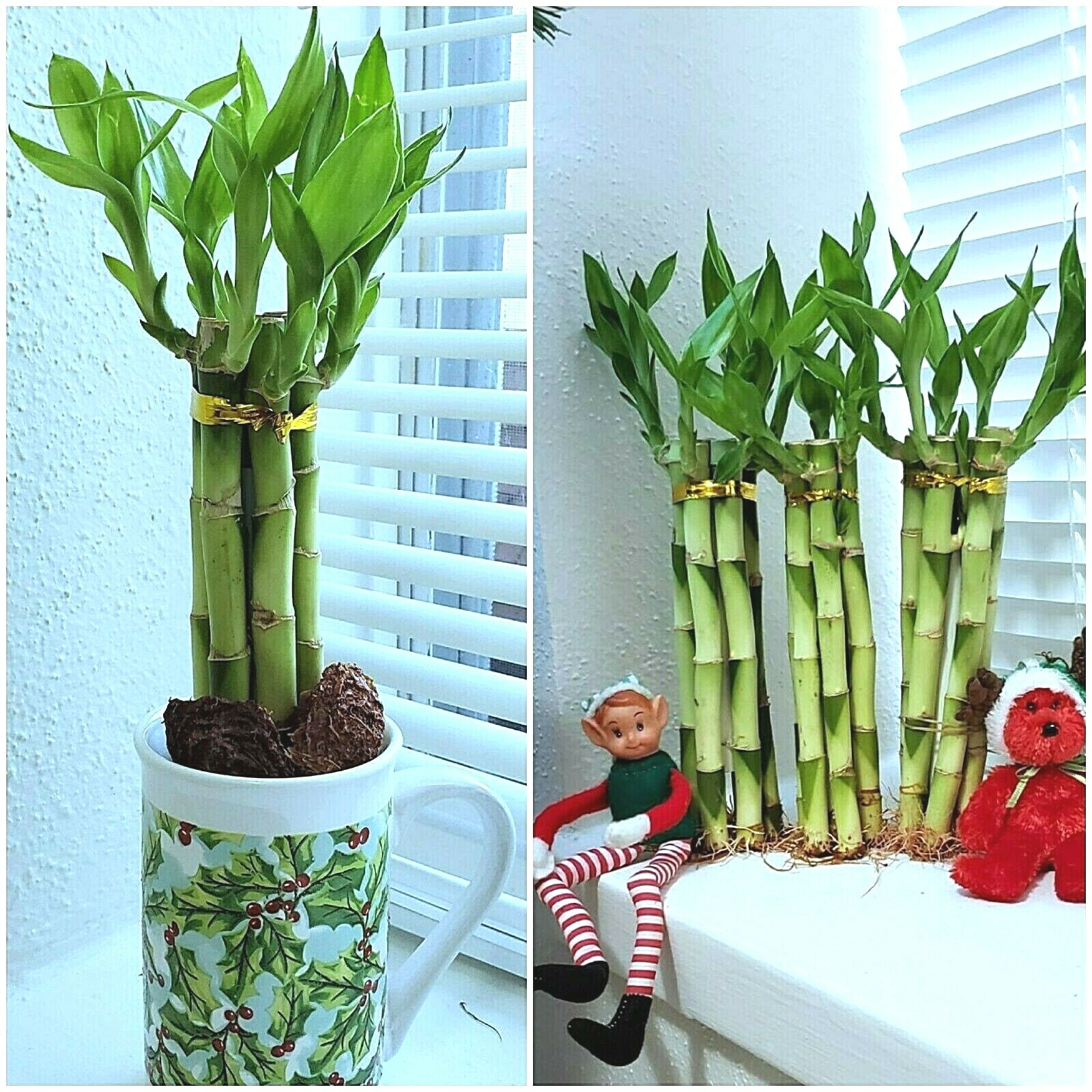 7 Lucky Bamboo Plants 6 inches, FREE BUTTERFLY STAKE, Feng Shui, Ideal Gift