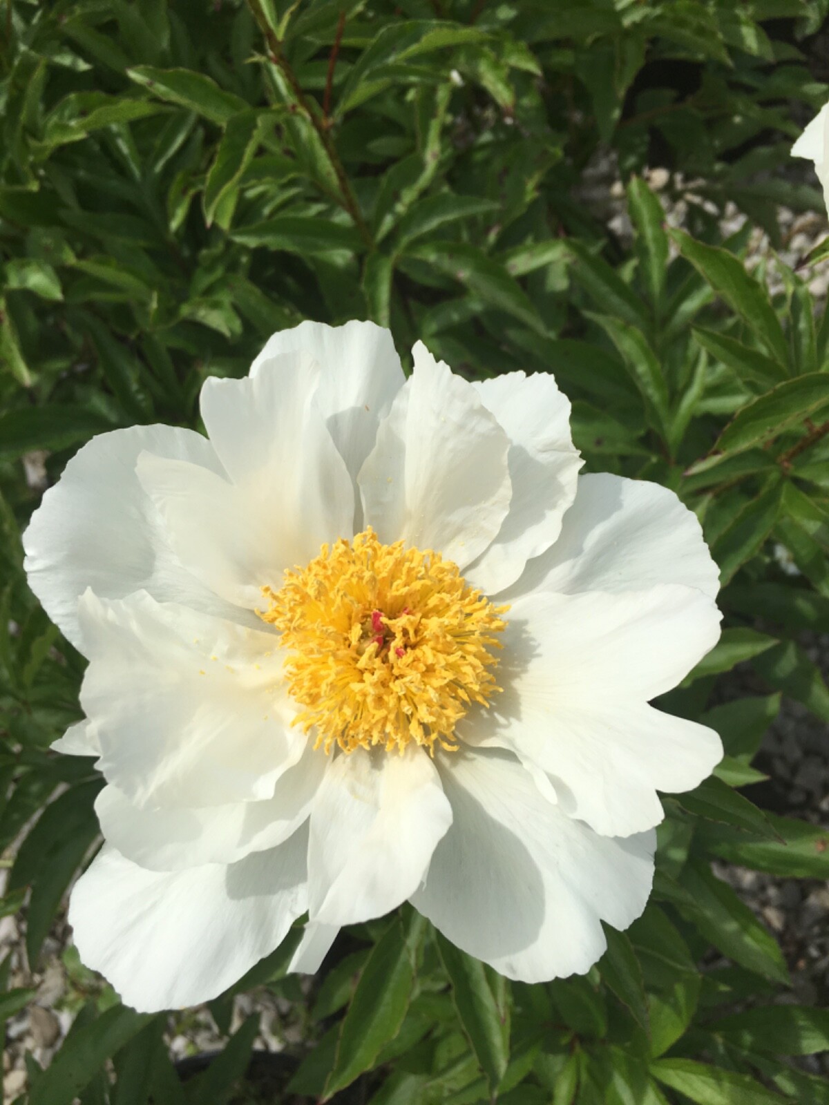 Honey Gold Bareroot Peony, 2-3 Eye, Great for Fall Planting!