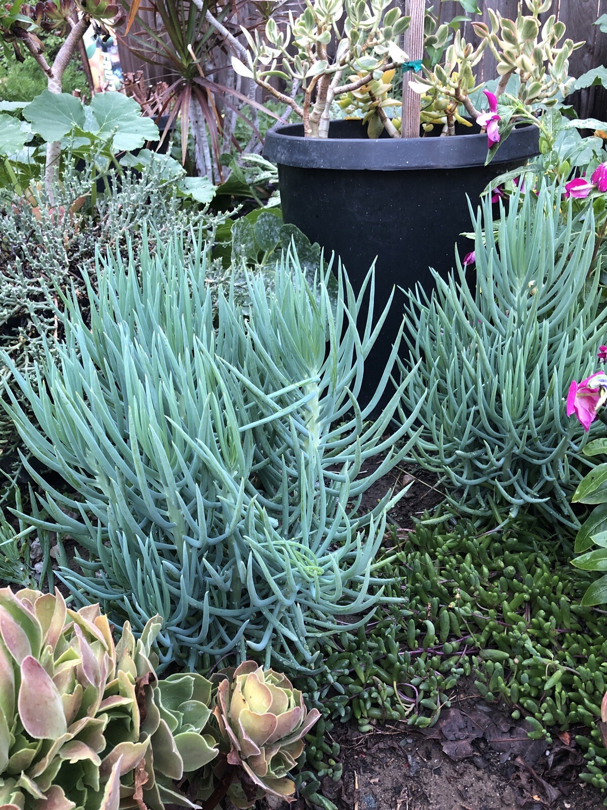 4 Senecio Vitalis Blue Serpents Chalk Fingers Sticks Succulent Plant 10”+Cutting