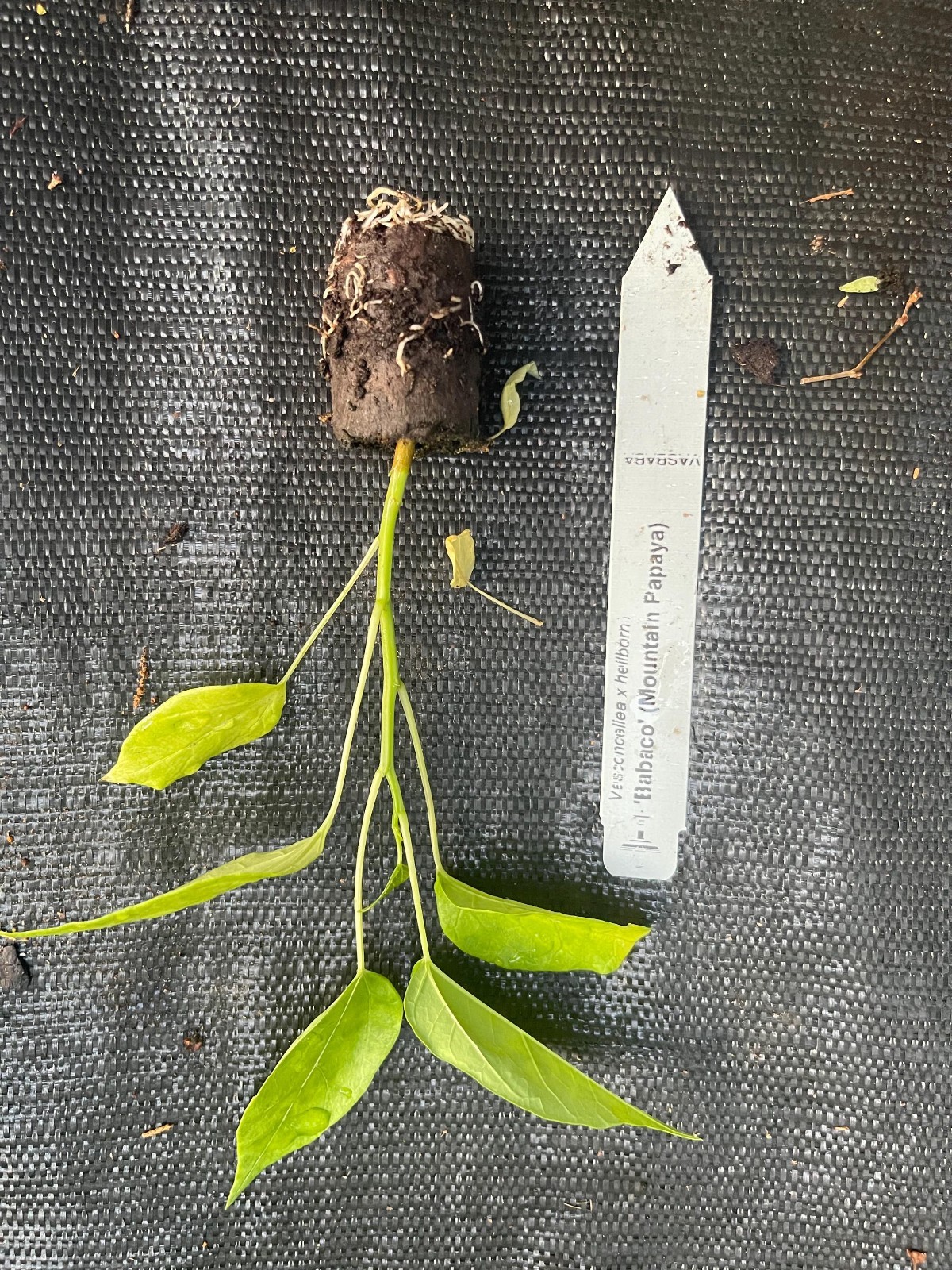 Rare Babaco Mountain Papaya Live Plant Exotic Fast Growing Fruit Tree 4 Pack