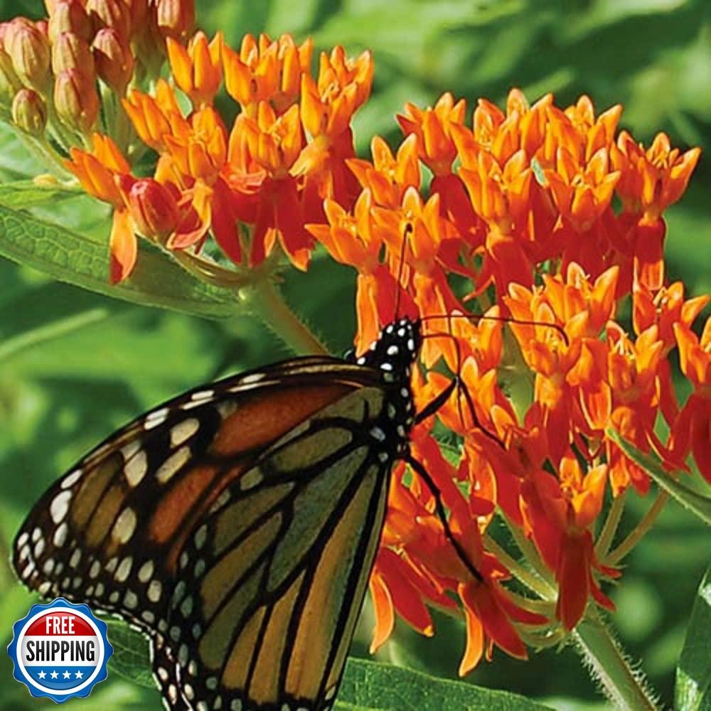 Orange Butterfly Milkweed Flower Seeds (Asclepias Tuberosa), Pack of 100 Seed