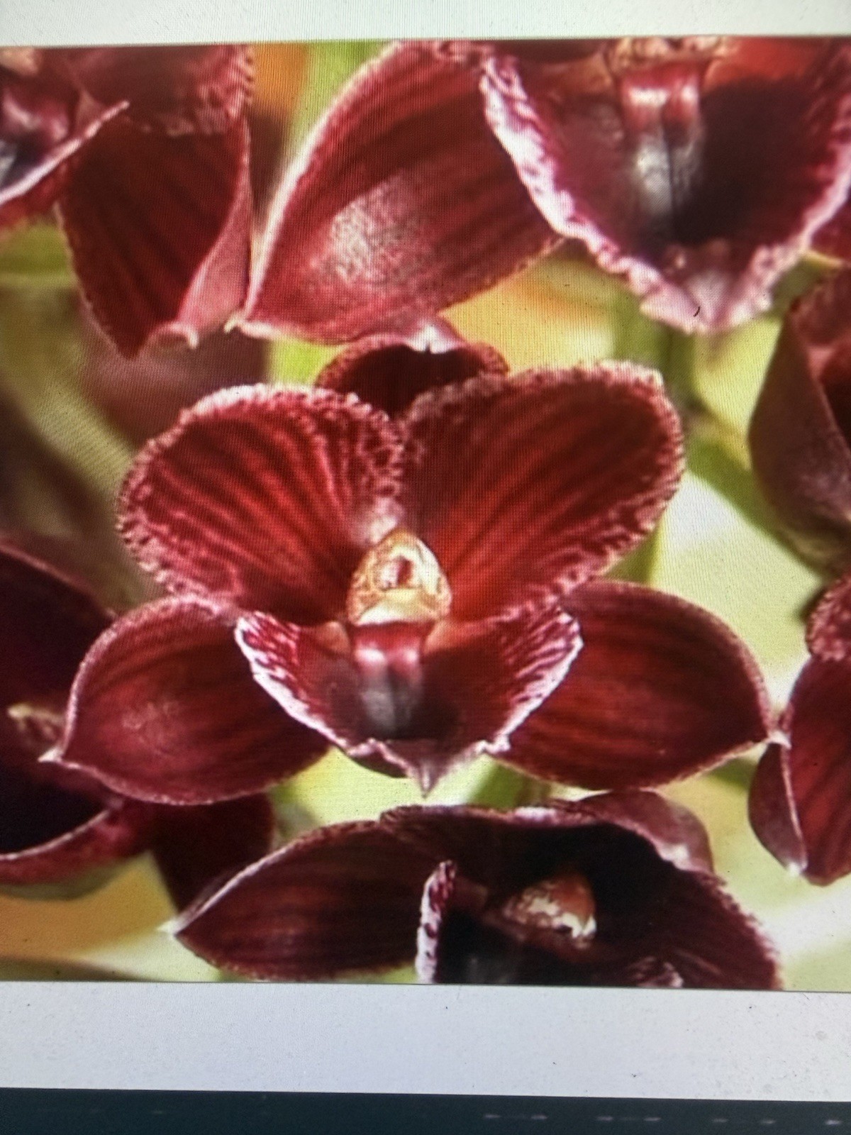ORCHID PLANTS CTSM Hand Painted Desert one starter bulb bare root