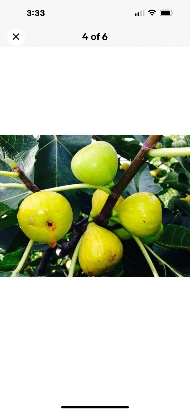 White Marseille Fig cutting for replanting, 4 to 6 inches, 3 cuttings