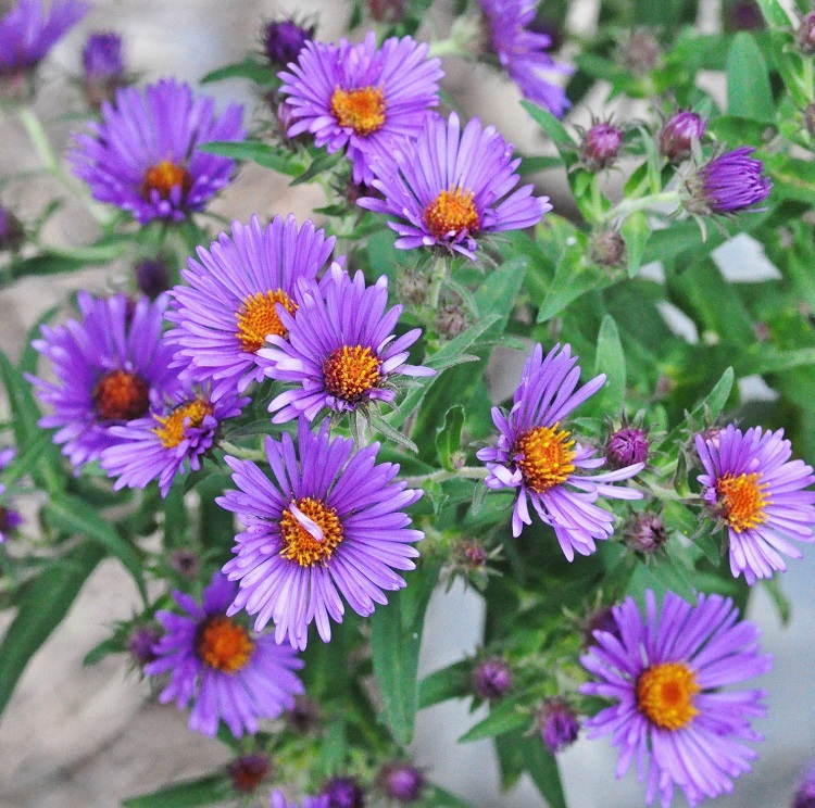 250 New England Aster Seeds Hardy Perennial