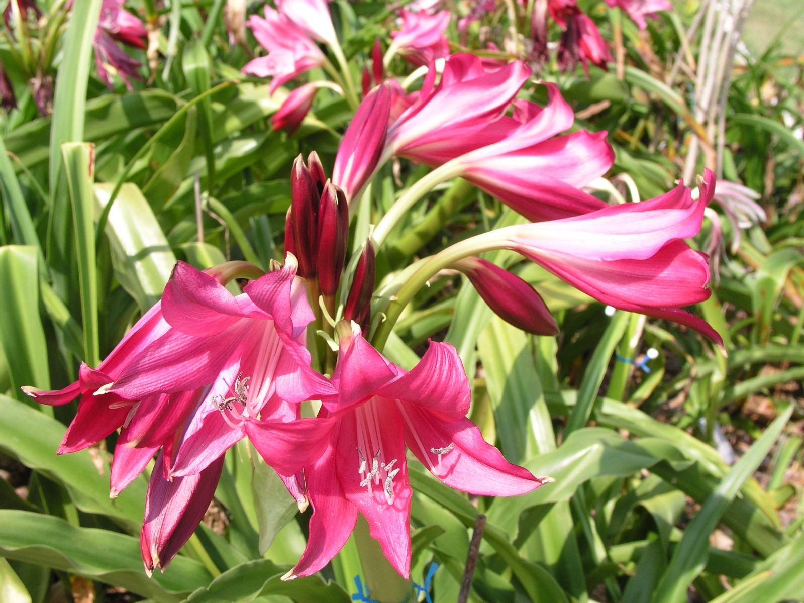Crinum Lily, Oh, This is Outrageous, jumbo, blooming-size bulb, NEW, RARE