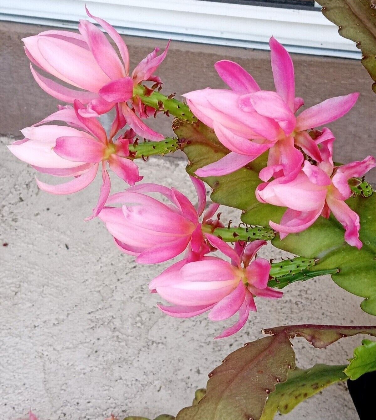 Rare Orchid Cactus German Empress Epiphyllum Rooted Live Plant 8″+ Ready to Grow