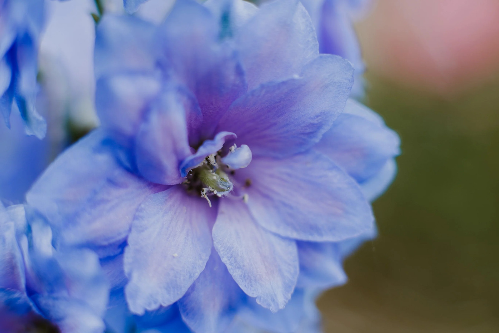 350 Blue with Pink ROCKET LARKSPUR DELPHINIUM Consolida Ajacis Seeds