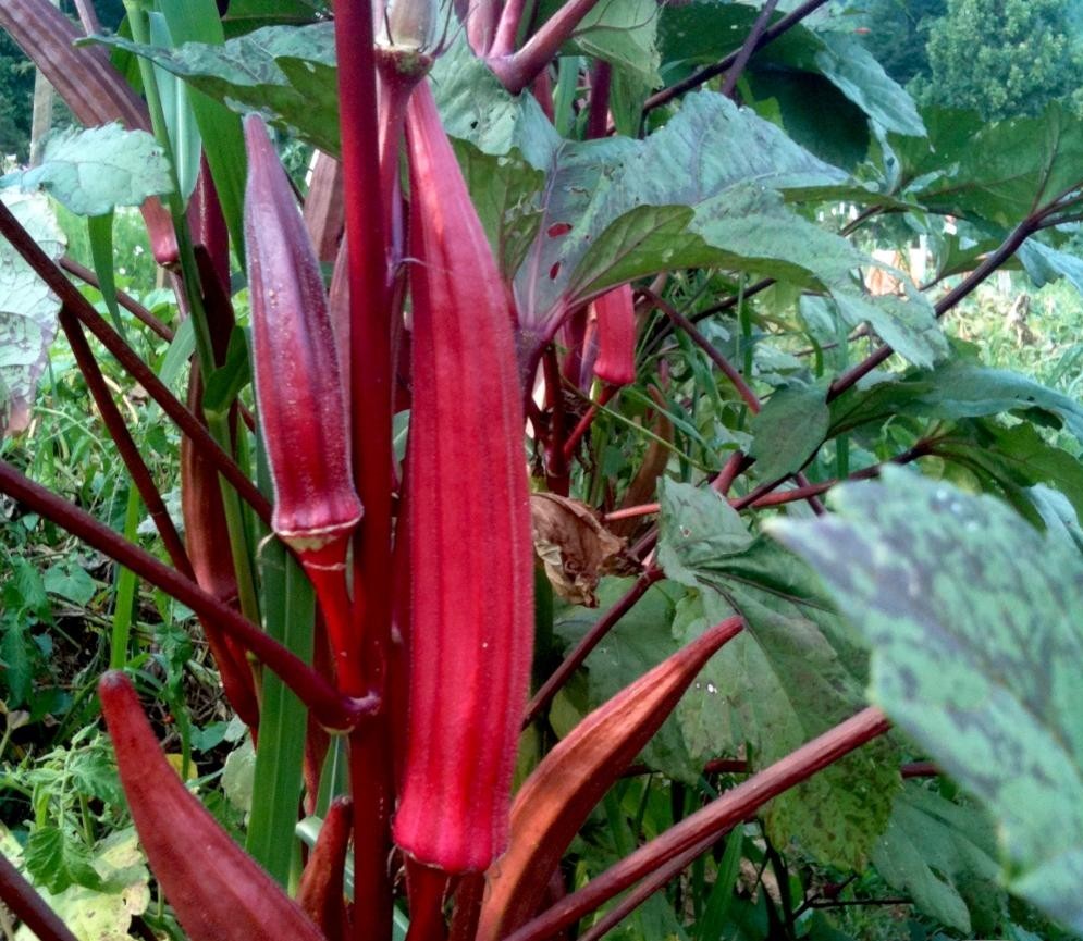 Red Burgundy Okra Seeds – Heirloom, Non-GMO, AAS Winner, 25 seeds, 1/4lb.