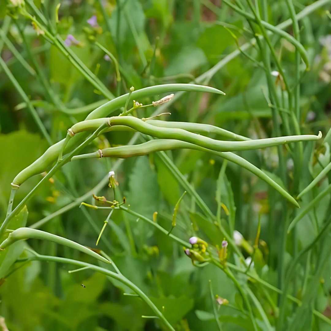 Fresh Rat Tail Radish Seeds | Radish | Heirloom Non-GMO | Asian Vegetables