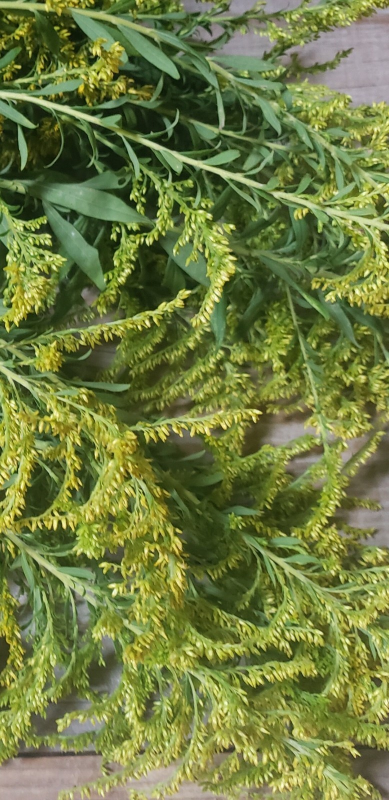 Wild Harvested Native Organic Dried Goldenrod Leaves and Flowers