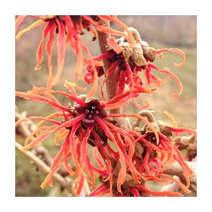 10 FIRE CHARM WITCH HAZEL SEEDS – Hamamelis x intermedia