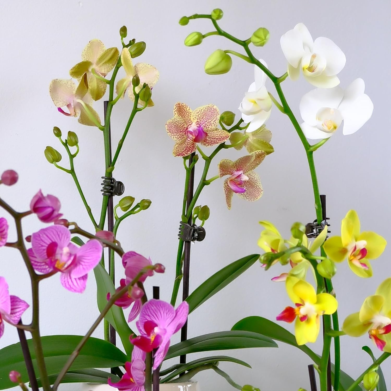 Pet-Friendly White Orchid in Decorative 3.5″ Pot – Low Maintenance Gem