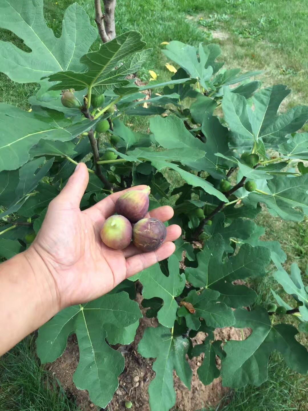 Two Fig Trees