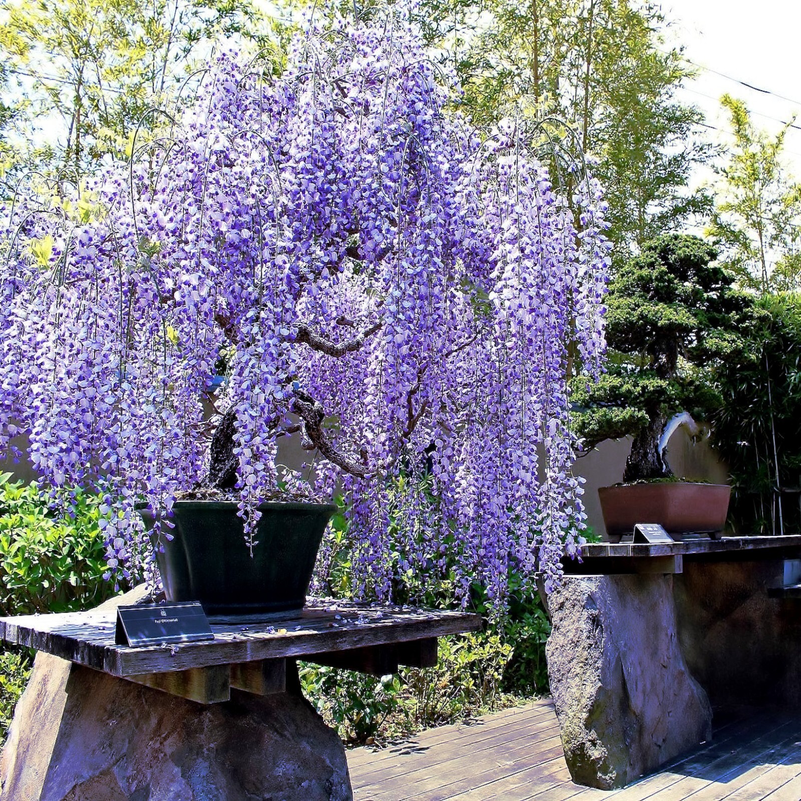 5 Chinese Wisteria Tree Seeds Fast Climber Flower Vine, Cold Hardy Bonsai Plant