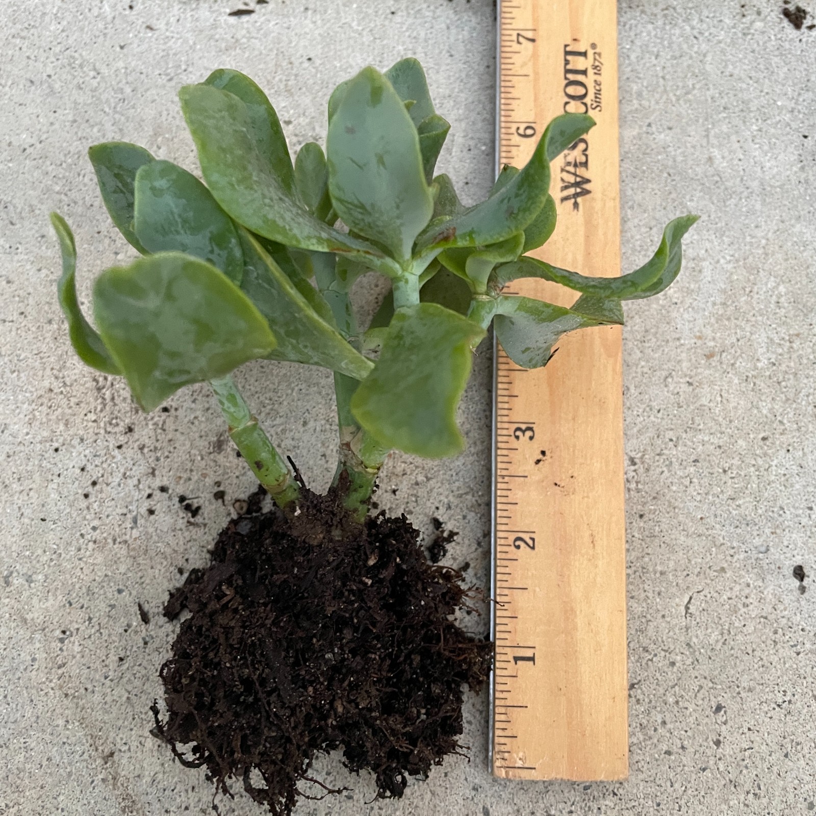 Ripple Wavy Jade Plant Rooted or Unrooted You Choose Crassula Undulatifolia