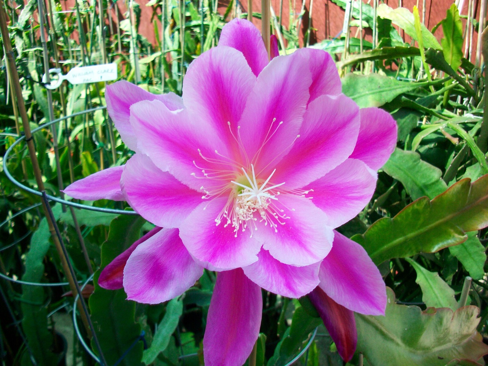 Epiphyllum ” GRAND BAROQUE ” Cutting