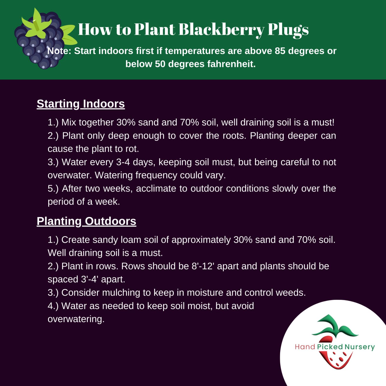 Chester Blackberry – 2 Blackberry Plants