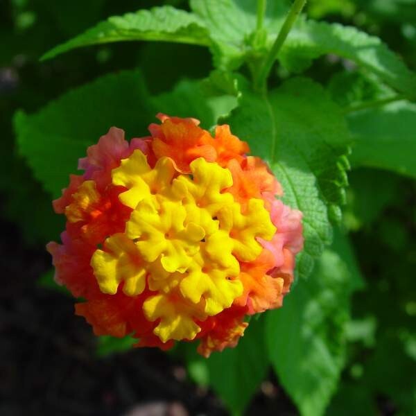 Lantana Plant Live, The Best Hardy Type Lantana Plug Ready to Grow