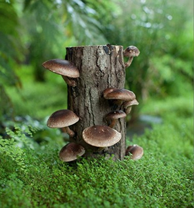 Shiitake Plug Spawn 100 Count – Shiitake Dowel Spawn – Grow Your Own Edible Gour