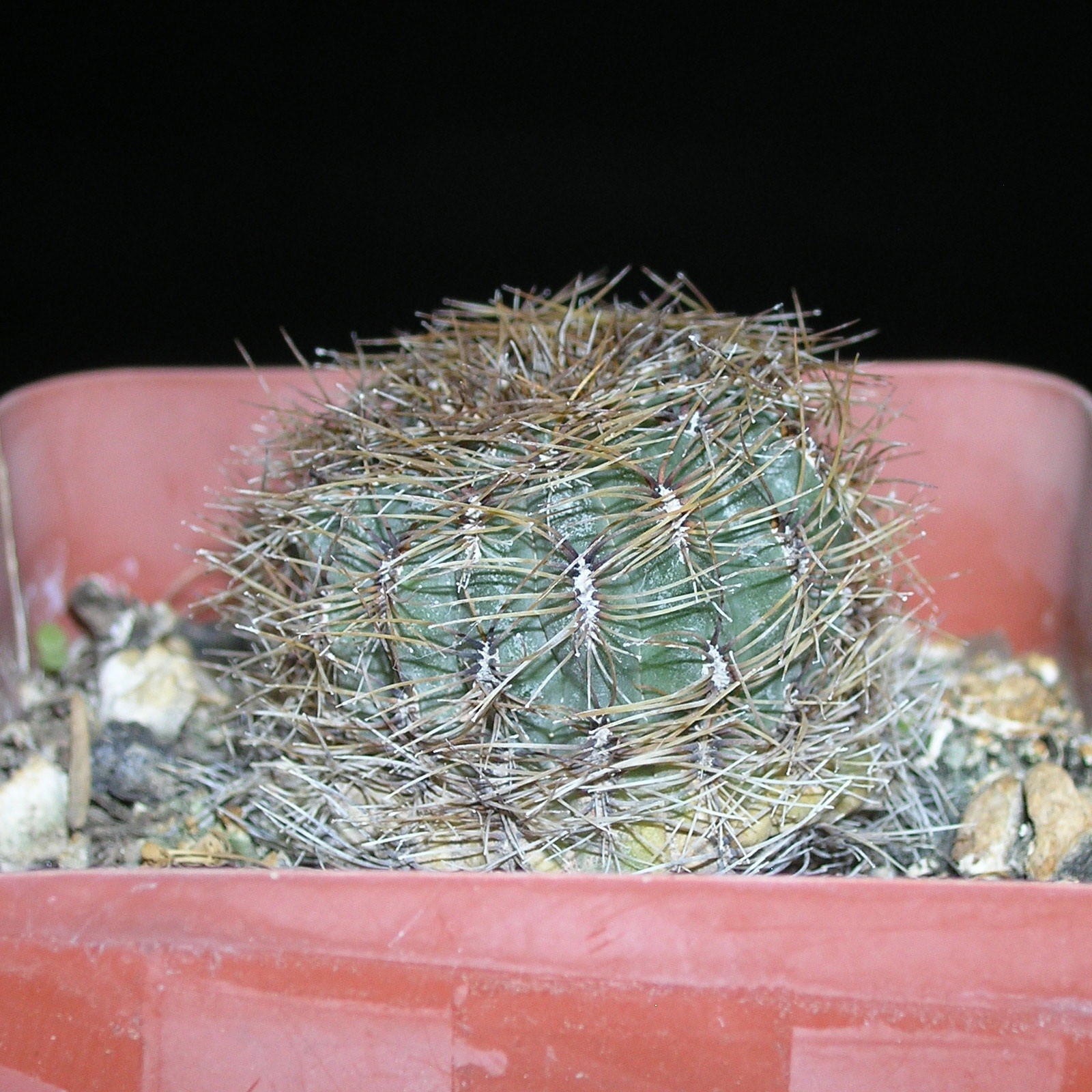 Oroya peruviana Cactus Succulent Cacti Plant shown in 3-1/4 inch Pot