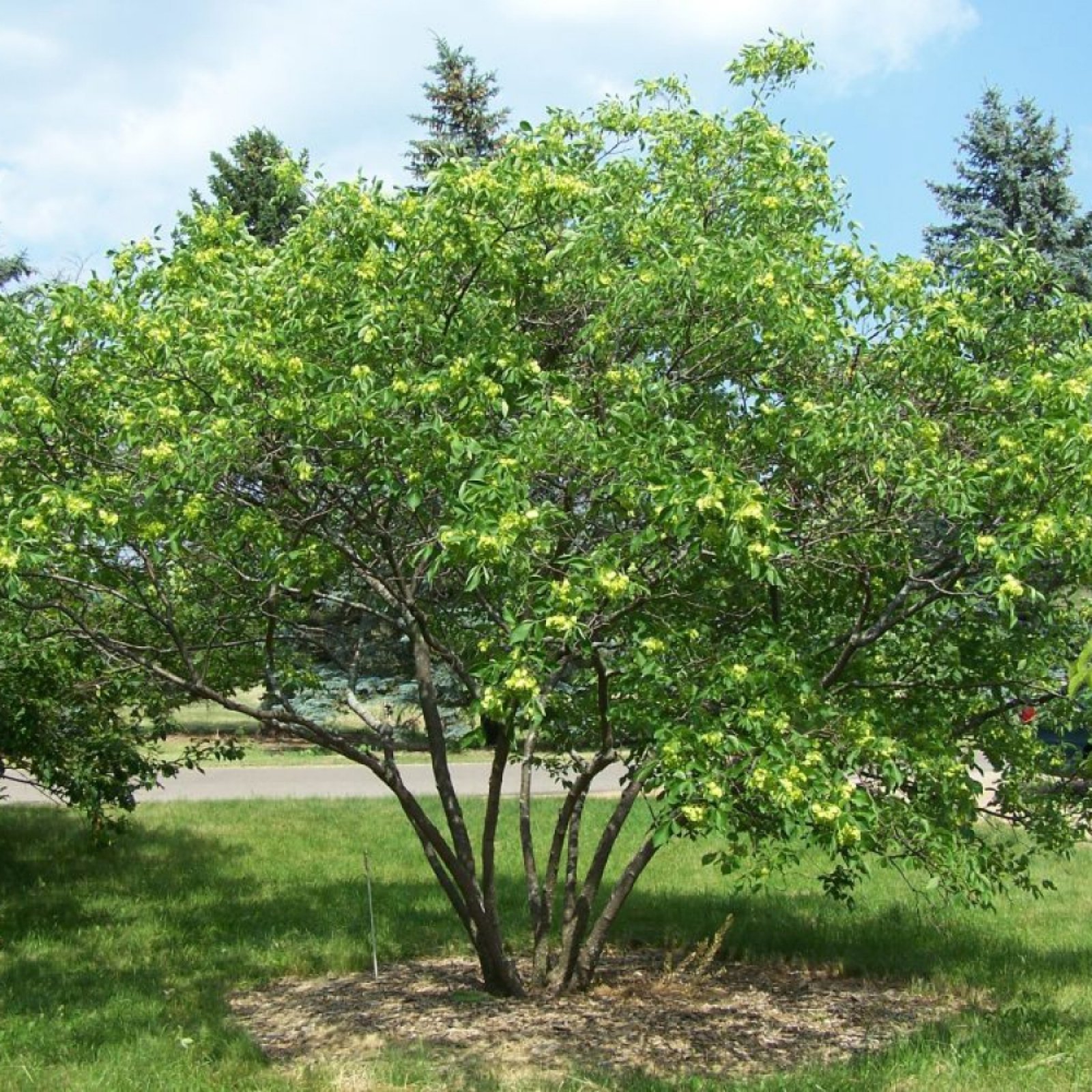 HOP TREE / ASH Ptelea Trifoliata – 15 SEEDS