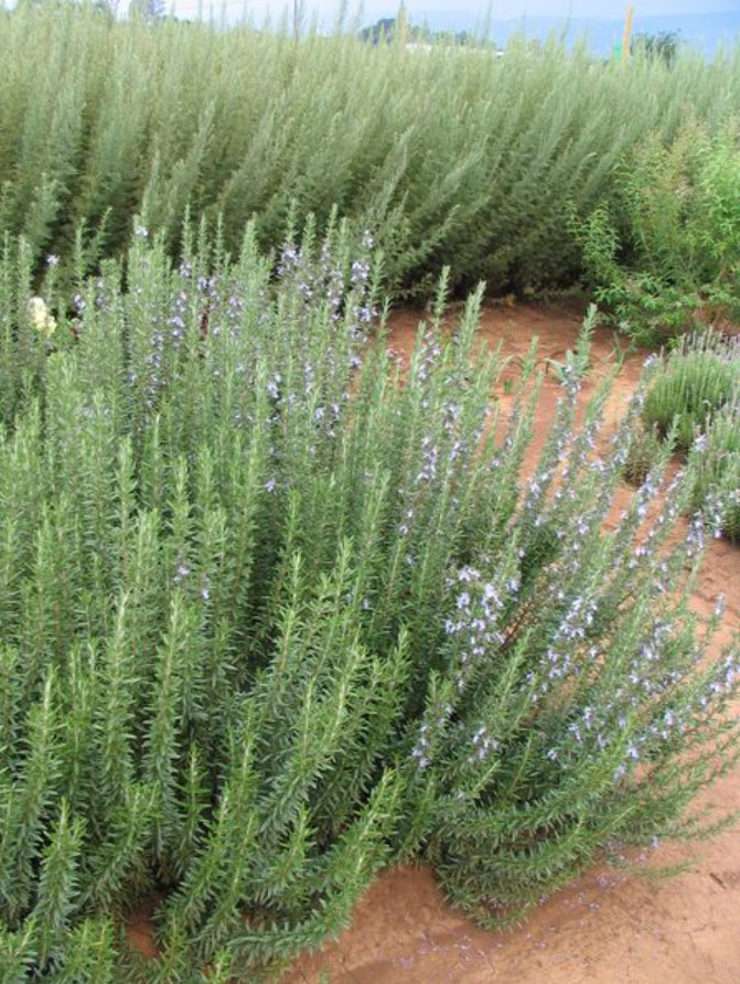 1 Live Rosemary – Tuscan Blue Plant – 1–3” Tall in Plug