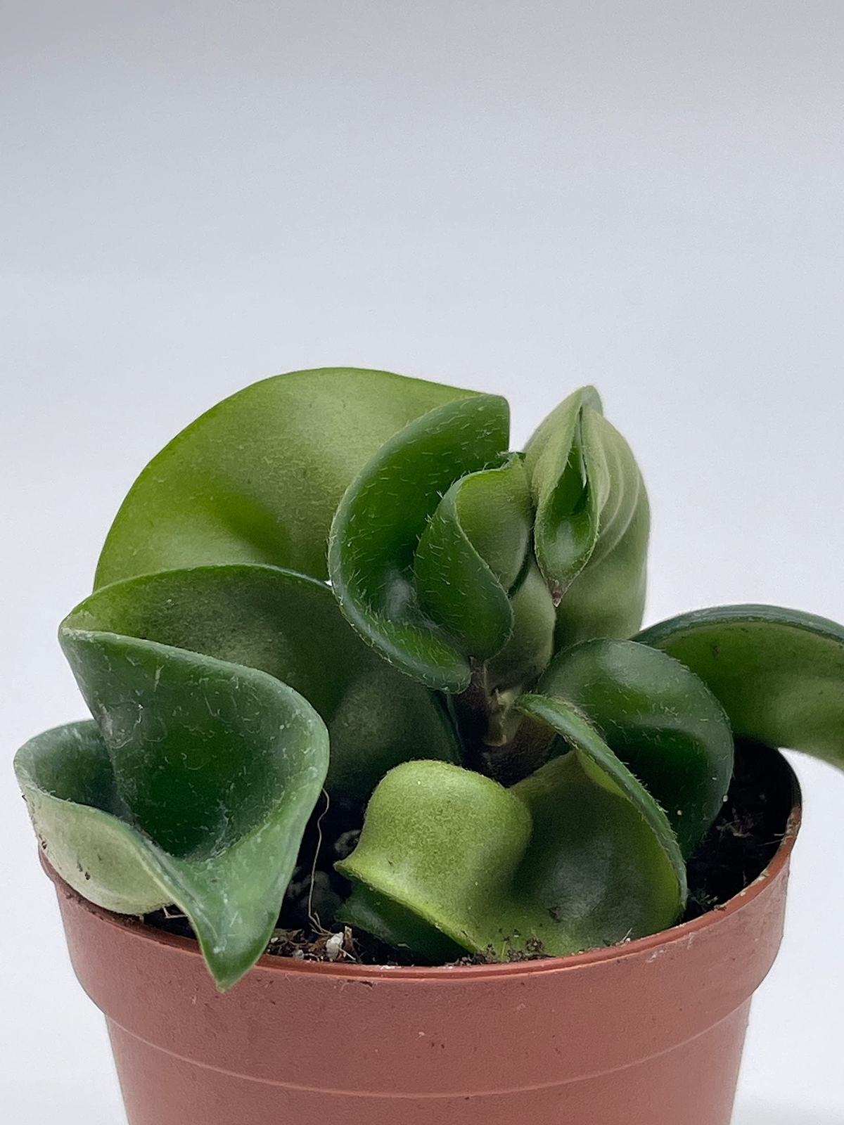 Hoya Hindu Rope, Carnosa Compacta, in a 2 inch Pot, Live Tiny Mini Pixie Plant
