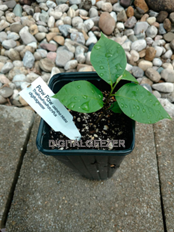 12 Fresh Paw Paw Fruit Tree Seeds * Pawpaw The Indiana Banana * New Crop Seeds