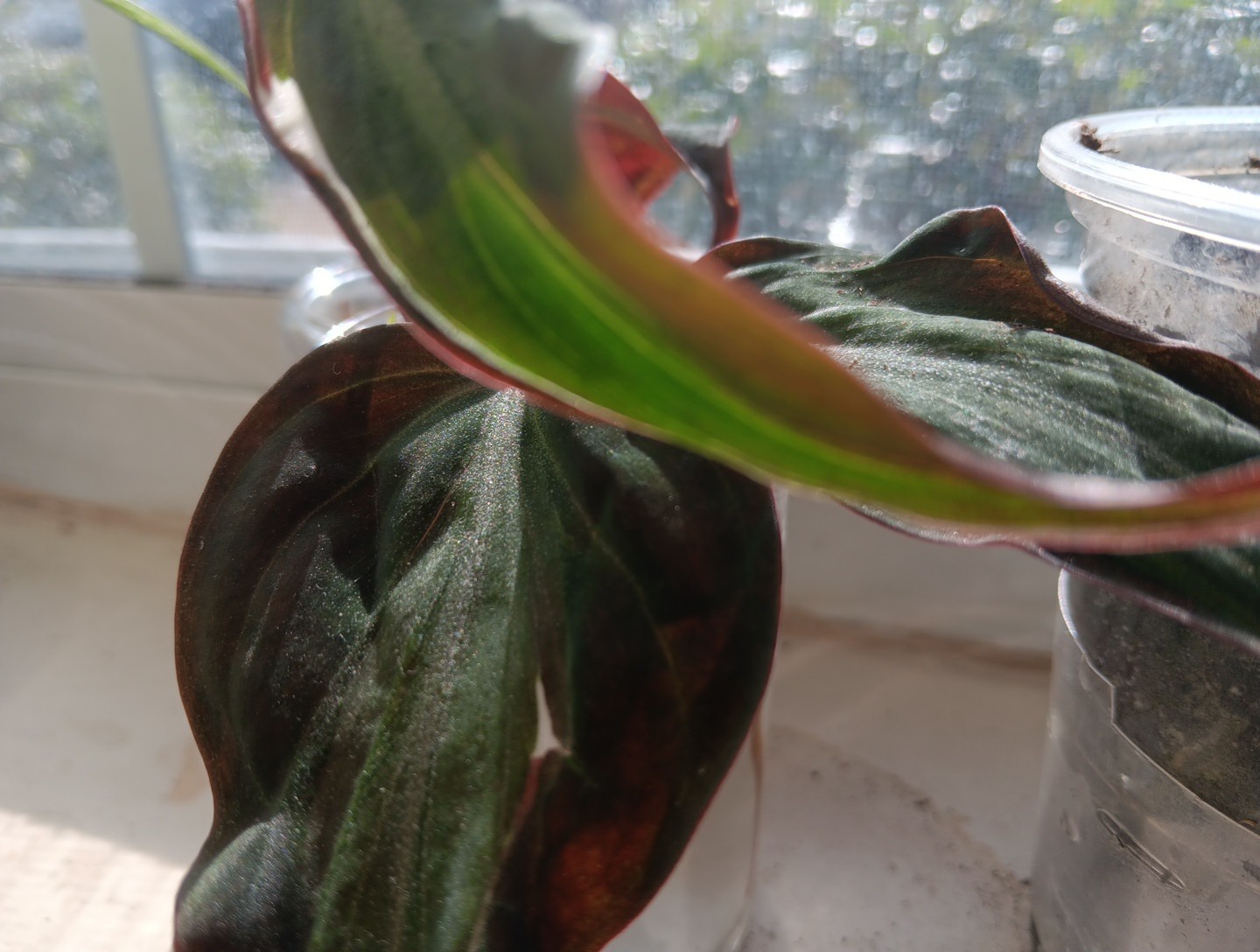 Philodendron Micans Variegated “Velvet Halo” Cutting W Nodes Un Rooted See Mom