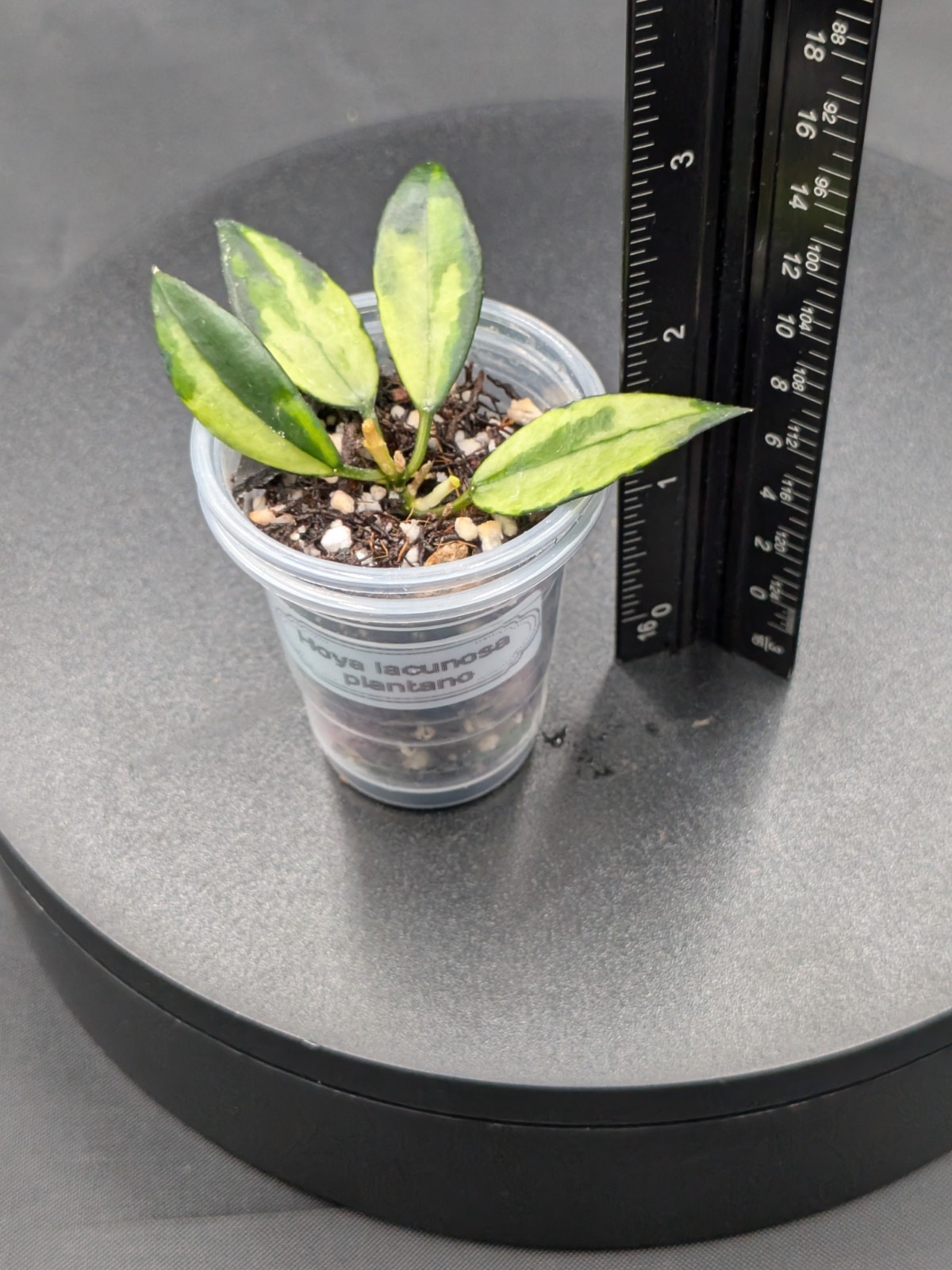 Hoya Lacunosa Platano- Newly/Lightly Rooted, New Growth Point, High Color!