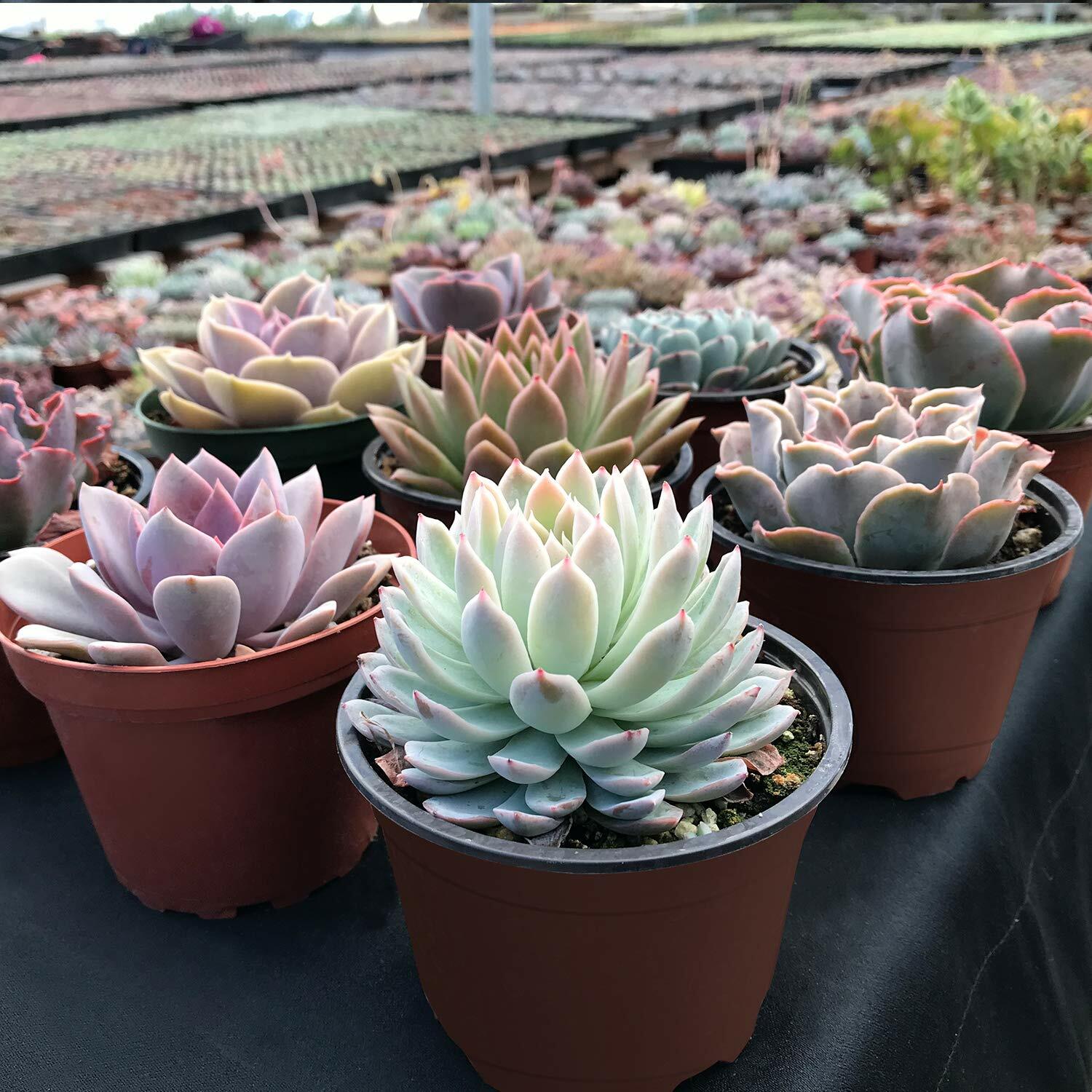 Live 4″ Potted Assorted Succulent plants Perfect for Indoor Outdoor Garden Decor
