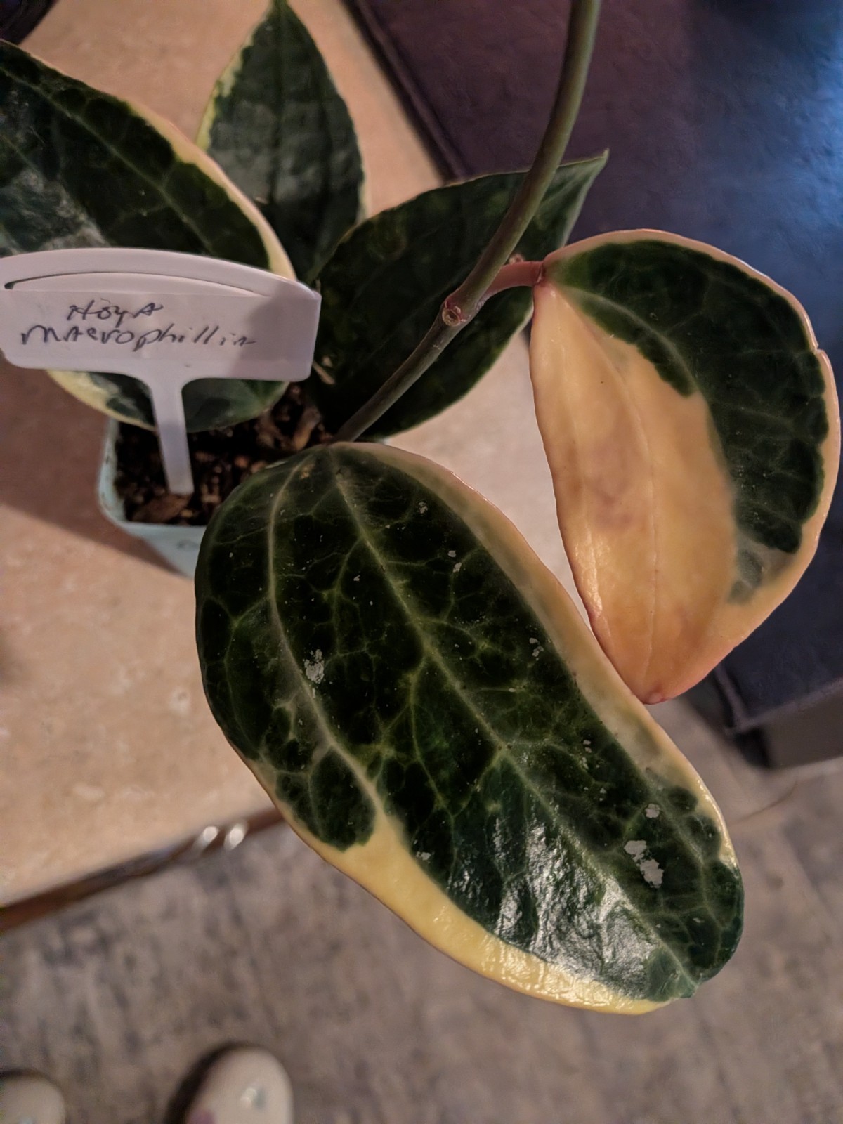 Hoya Macrophylla Variegated Indoor & Outdoor Tropical Houseplant in 4″ Pot