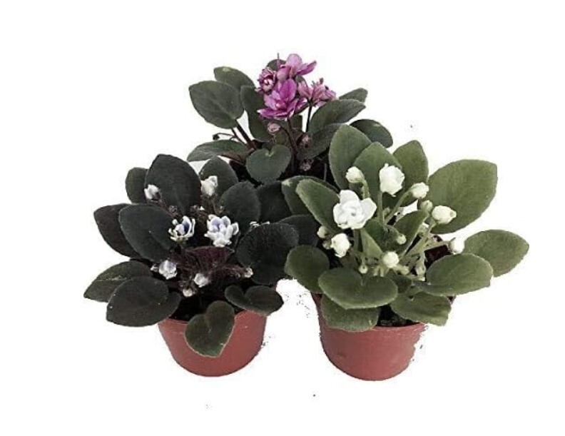 African Violet 3 Plants Assorted Colors Indoor Live Décor Easy Grow Great Gift