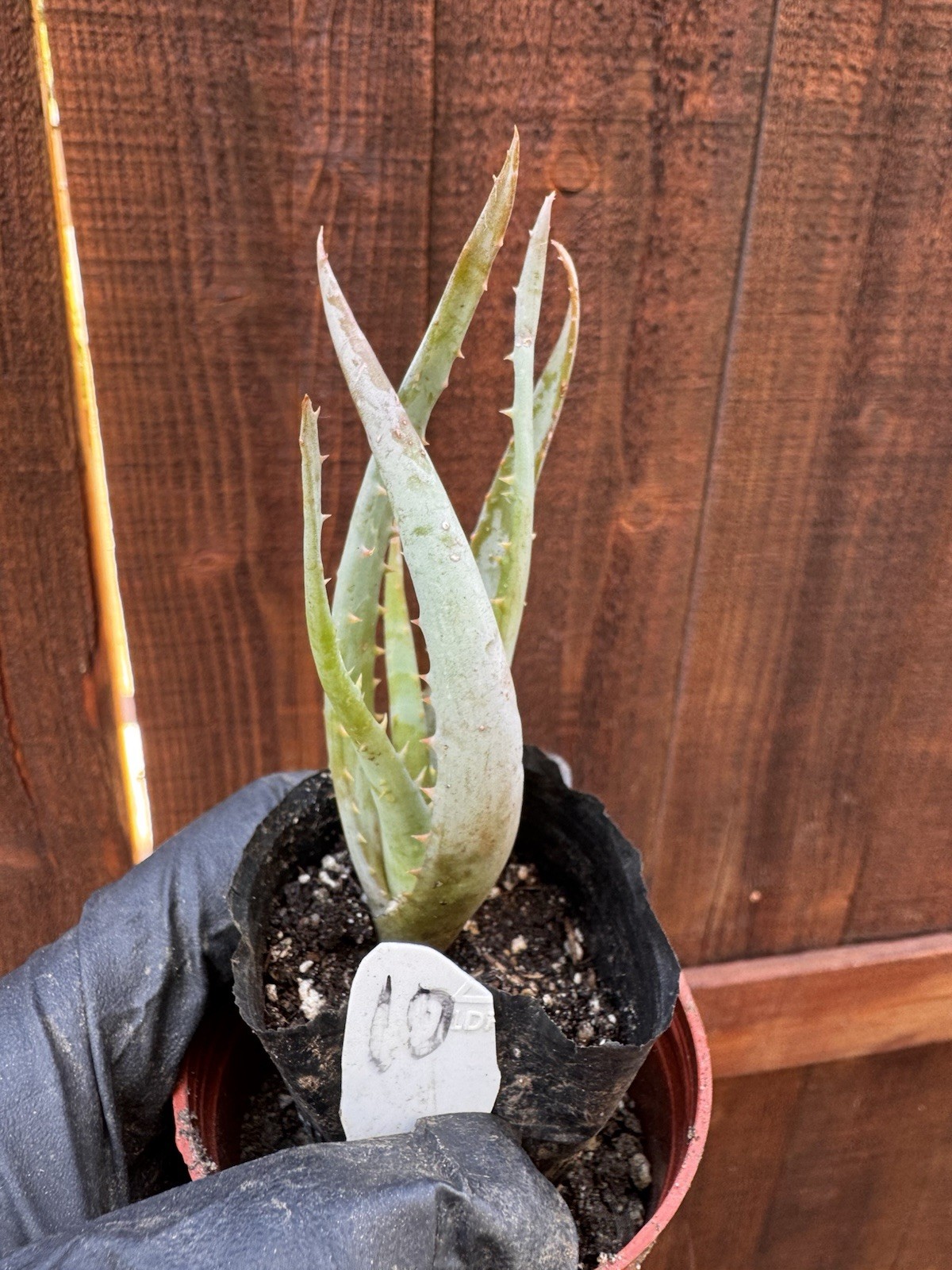 Aloe Vera Succulent Plant Rooted Live Plant-ORGANIC