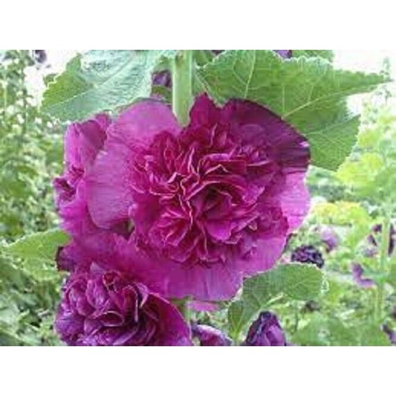 Hollyhock Tall Double Mixed Flower Seeds (50) Fifty Seeds. Free Shipping!